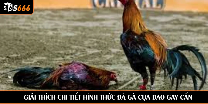 Giải thích chi tiết hình thức đá gà cựa dao gay cấn